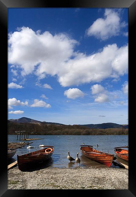Derwent Water Geese on Lake Framed Print by Phillip Orr