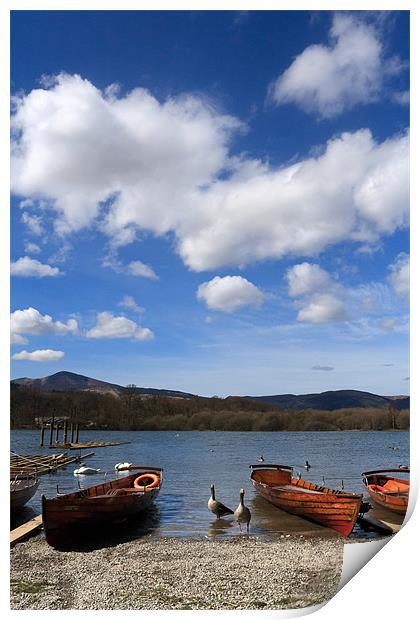 Derwent Water Geese on Lake Print by Phillip Orr