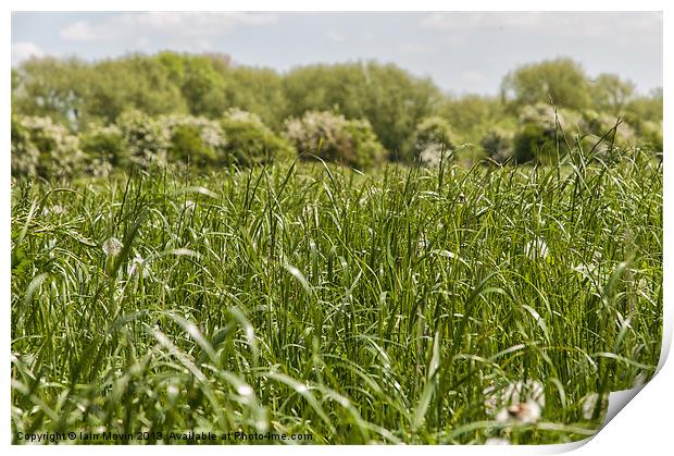 Green Grow the Grasses Print by Iain Mavin