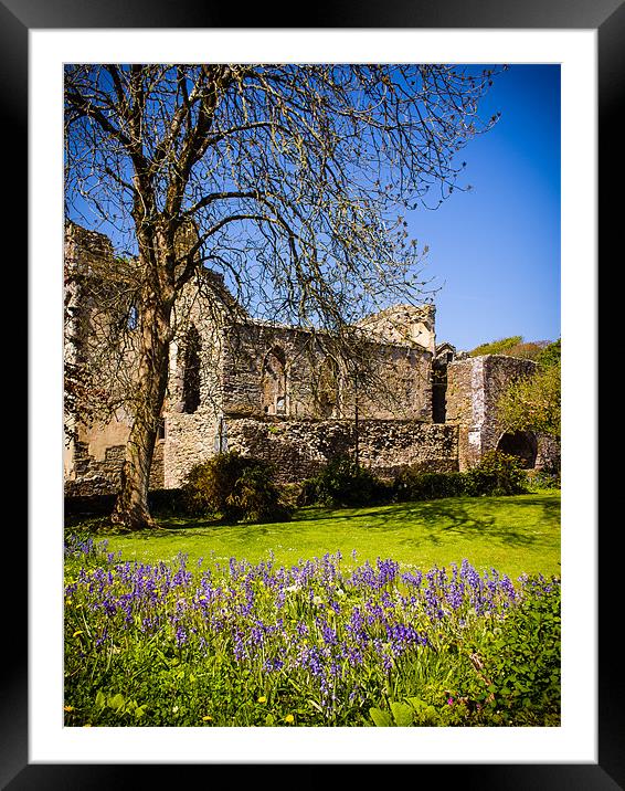 Bluebells, St Davids Abbey, Pembrokeshire, Wales,  Framed Mounted Print by Mark Llewellyn