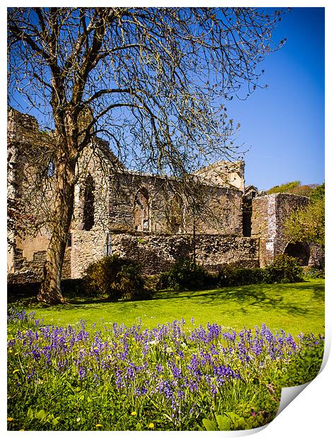Bluebells, St Davids Abbey, Pembrokeshire, Wales,  Print by Mark Llewellyn