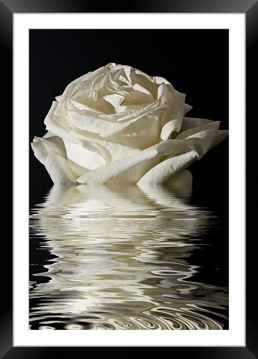 Rose Flood Framed Mounted Print by Steve Purnell
