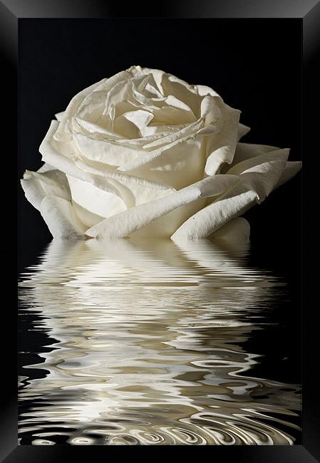 Rose Flood Framed Print by Steve Purnell