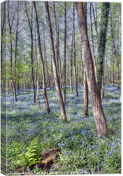 Forest of Dean Bluebells Canvas Print by Steve H Clark