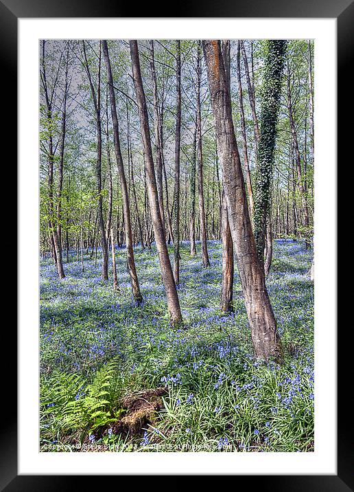 Forest of Dean Bluebells Framed Mounted Print by Steve H Clark