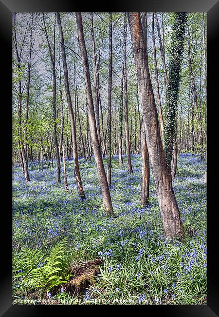 Forest of Dean Bluebells Framed Print by Steve H Clark