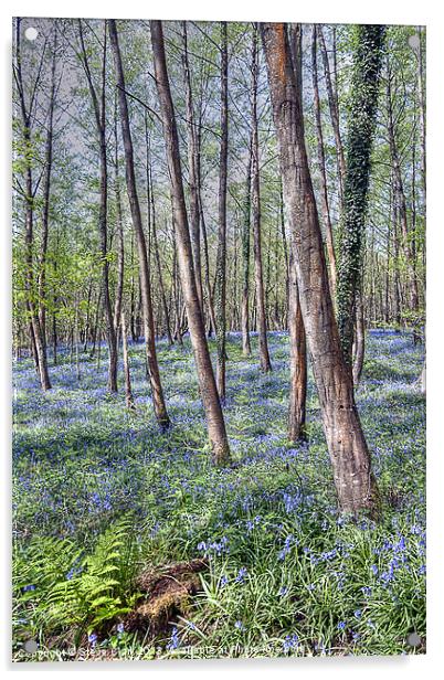 Forest of Dean Bluebells Acrylic by Steve H Clark