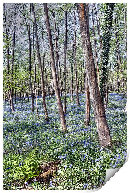 Forest of Dean Bluebells Print by Steve H Clark