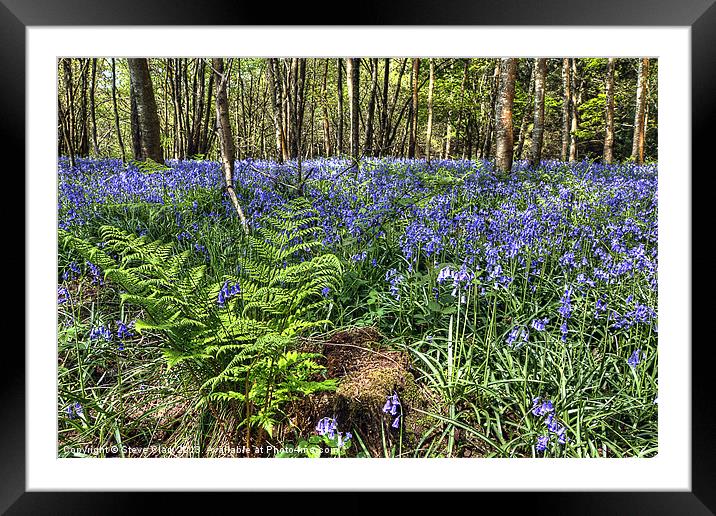 Bluebells and Ferns Framed Mounted Print by Steve H Clark
