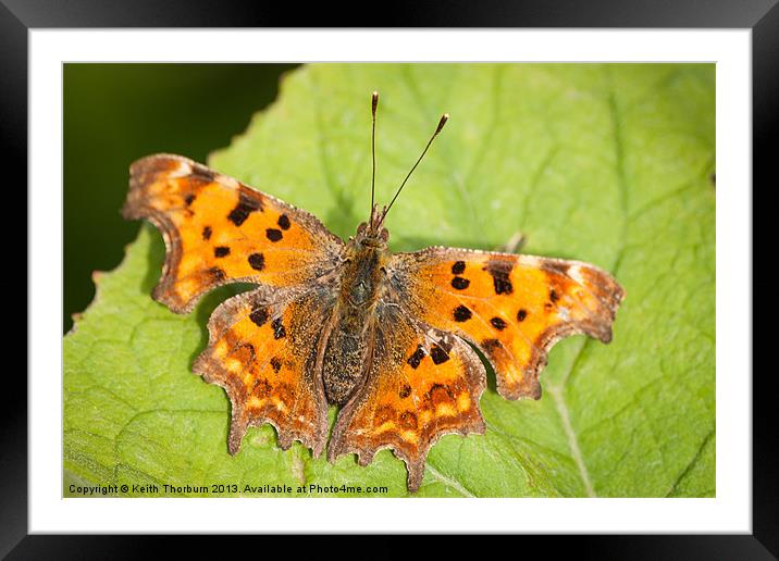 COMMA Framed Mounted Print by Keith Thorburn EFIAP/b