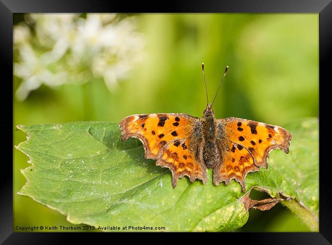 Comma Butterfly Framed Print by Keith Thorburn EFIAP/b