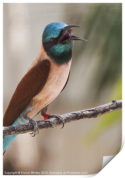 Bee Eater Print by Elaine Whitby