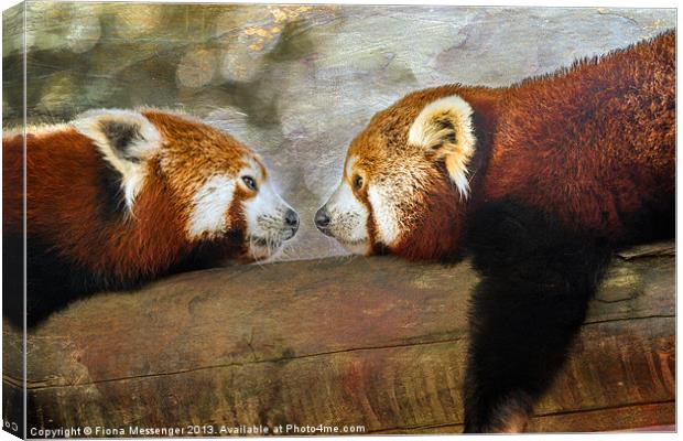 Nose to nose Canvas Print by Fiona Messenger