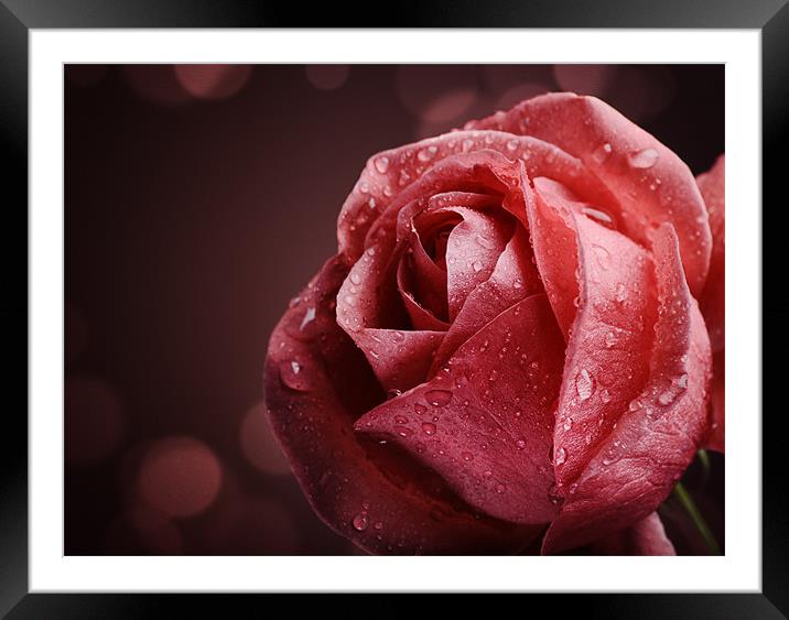 Rose Framed Mounted Print by Jelena Jovanovic