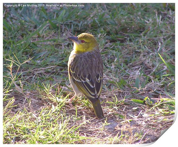 Yellow Fronted Canary Print by Lee Mullins