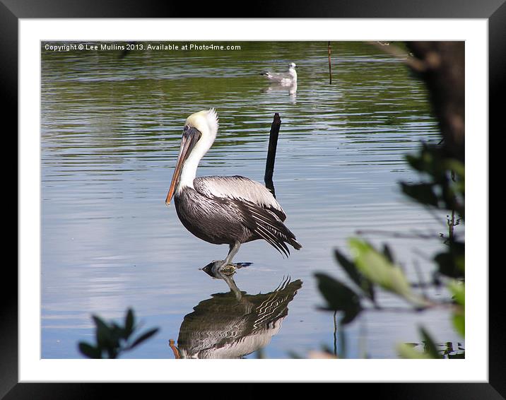 Grey Pelican Framed Mounted Print by Lee Mullins