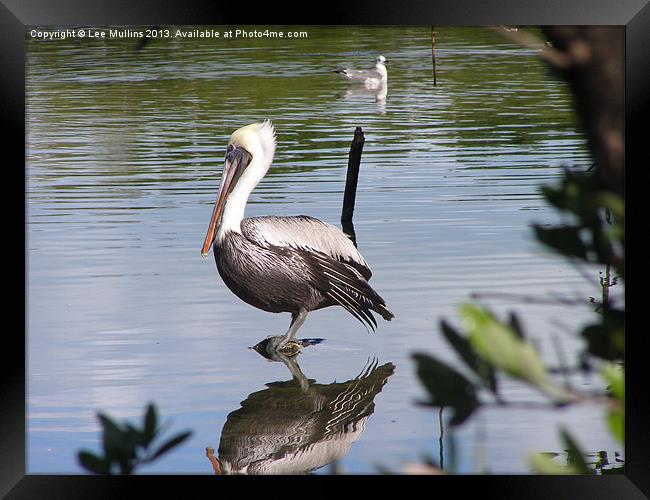 Grey Pelican Framed Print by Lee Mullins