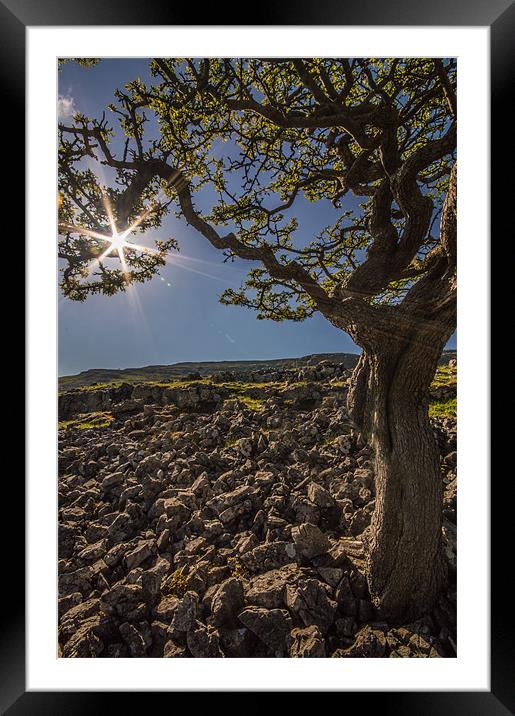 Tree at Twistleton Scars Framed Mounted Print by Phil Tinkler