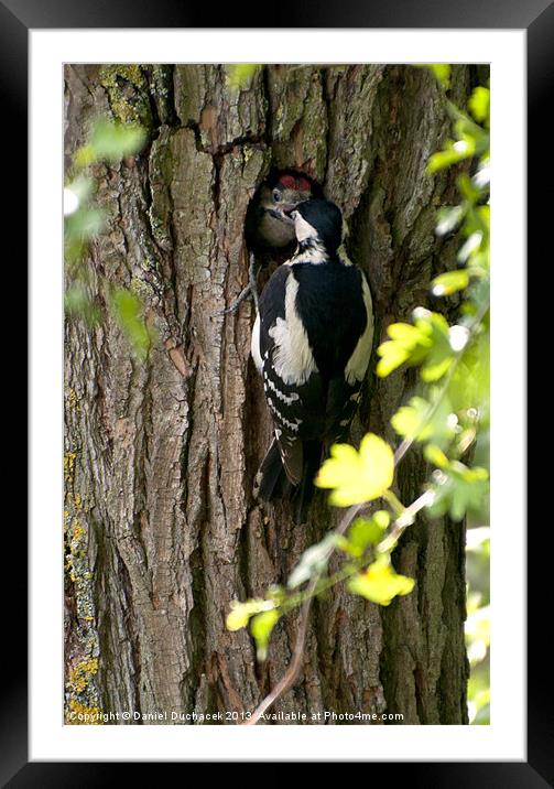 woodpecker feeding time Framed Mounted Print by Daniel Duchacek