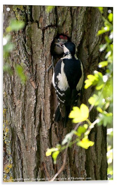 woodpecker feeding time Acrylic by Daniel Duchacek