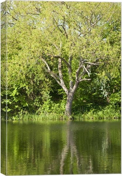 tree reflection Canvas Print by Daniel Duchacek