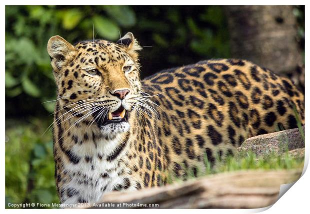 Amur Leopard Print by Fiona Messenger