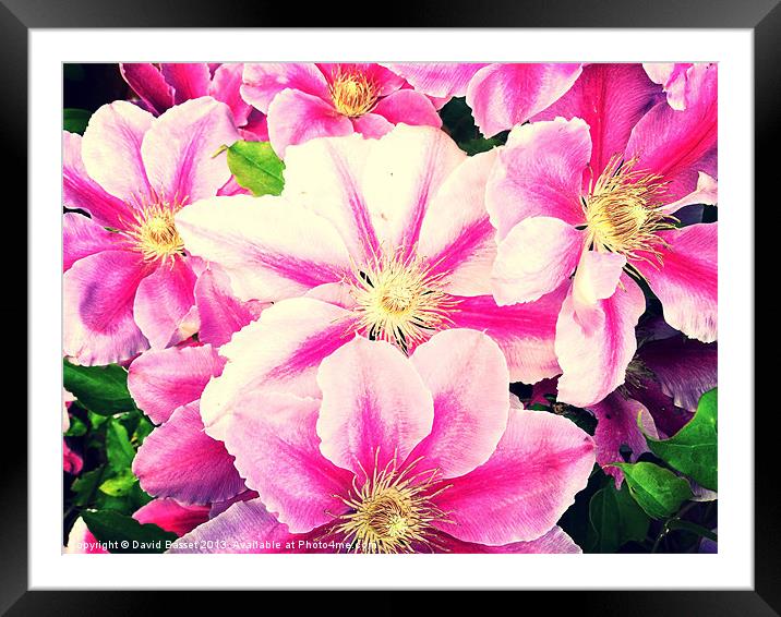 Beautiful pink clematis flowers Framed Mounted Print by David Basset