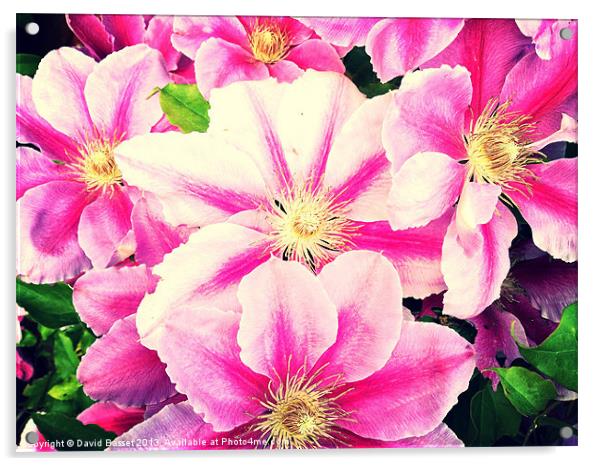 Beautiful pink clematis flowers Acrylic by David Basset