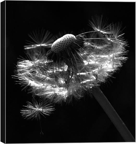 Dandelion Seed Head Canvas Print by Alison Streets