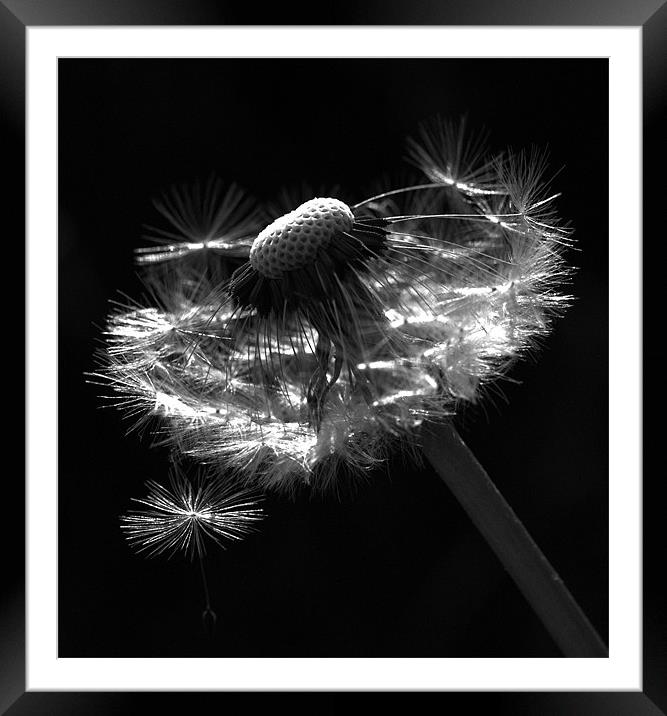 Dandelion Seed Head Framed Mounted Print by Alison Streets