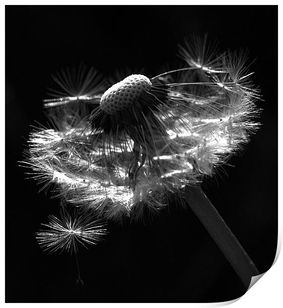 Dandelion Seed Head Print by Alison Streets