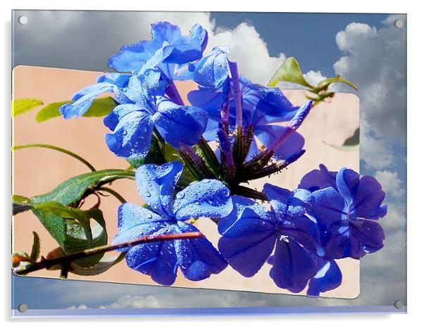 1604-blue plumbago Acrylic by elvira ladocki