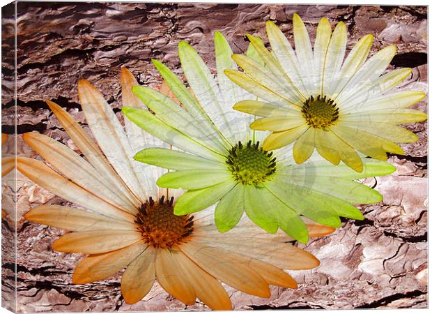 multicolor flowers Canvas Print by elvira ladocki