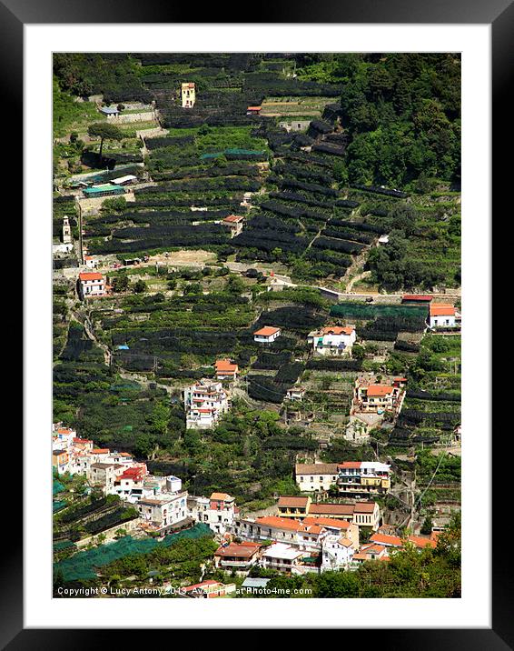 Olive & citrus terraces, Italy Framed Mounted Print by Lucy Antony