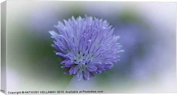 CHIVE FLOWER Canvas Print by Anthony Kellaway