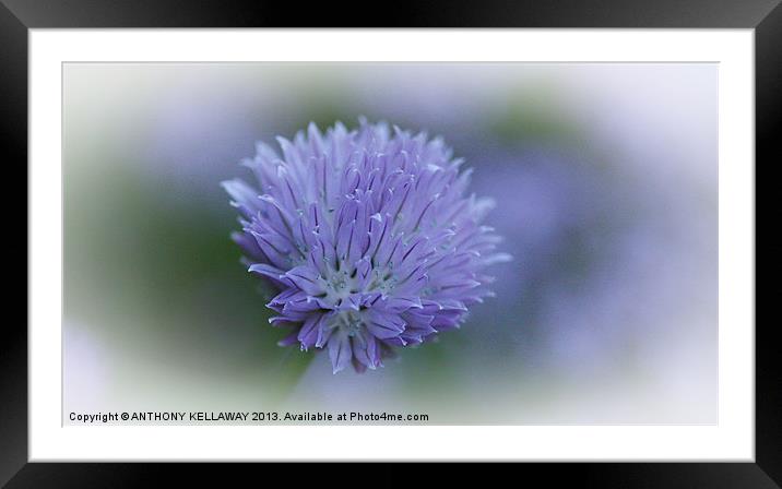 CHIVE FLOWER Framed Mounted Print by Anthony Kellaway