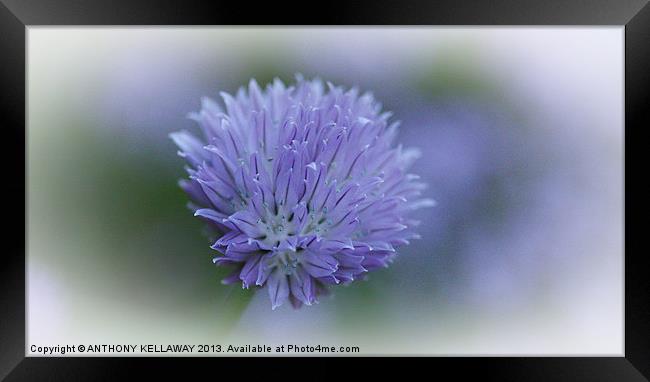 CHIVE FLOWER Framed Print by Anthony Kellaway