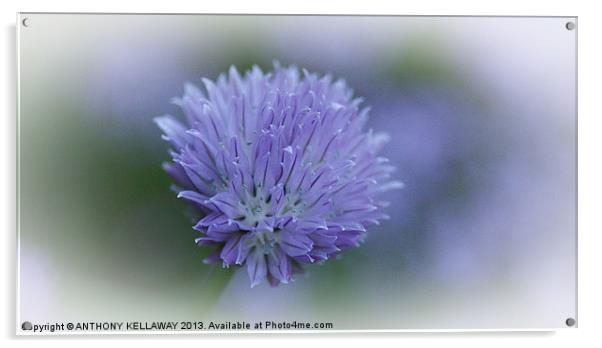 CHIVE FLOWER Acrylic by Anthony Kellaway