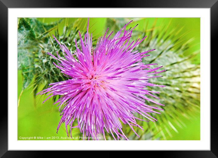 Milk thistle flower Framed Mounted Print by Thanet Photos