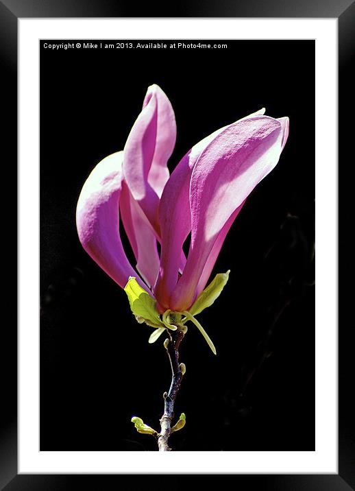 Magnolia Framed Mounted Print by Thanet Photos