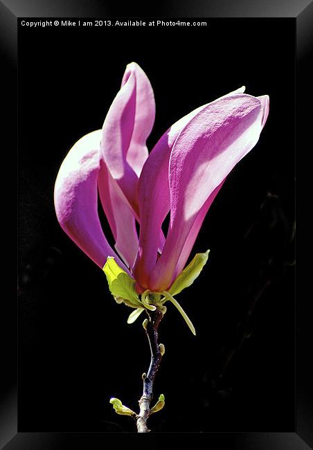 Magnolia Framed Print by Thanet Photos