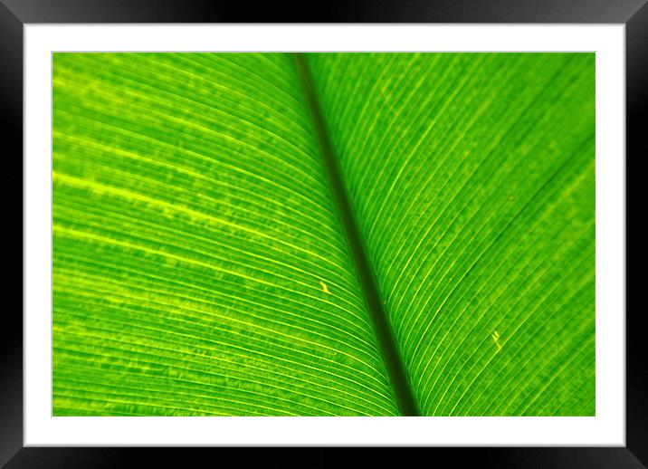 Banana Leaf Framed Mounted Print by Gö Vān