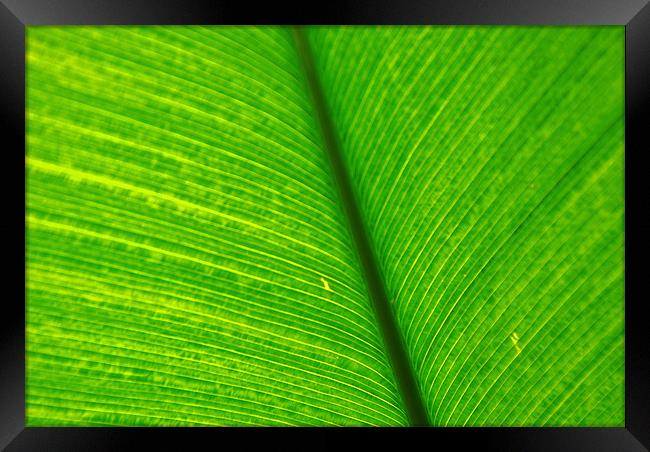 Banana Leaf Framed Print by Gö Vān