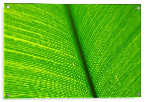 Banana Leaf Acrylic by Gö Vān