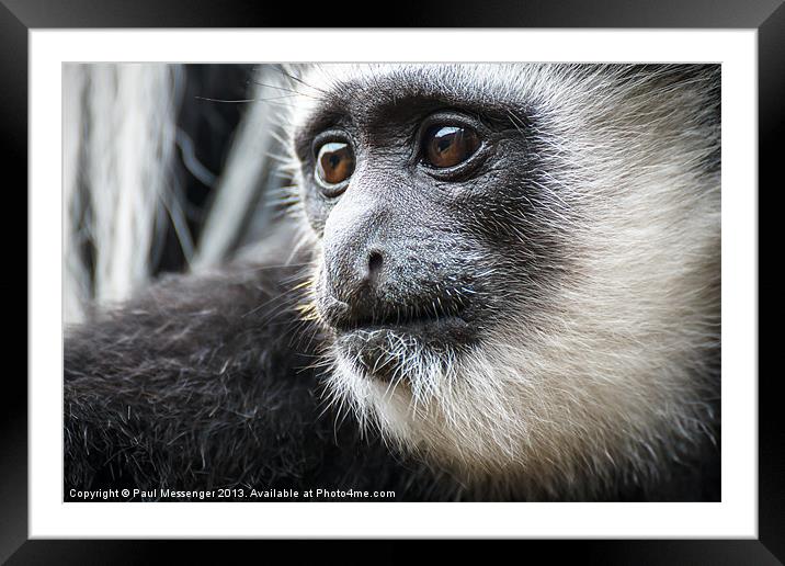 Black-and-white Colobus Monkey Framed Mounted Print by Paul Messenger