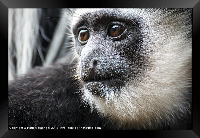 Black-and-white Colobus Monkey Framed Print by Paul Messenger