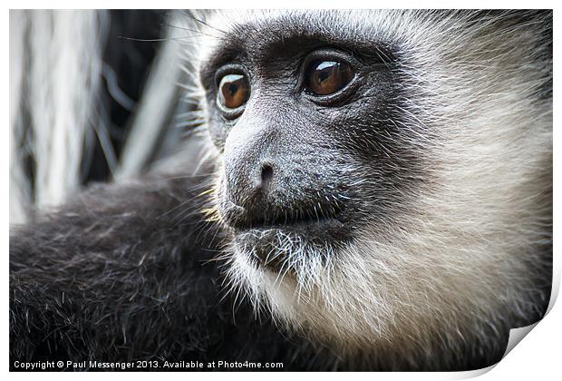 Black-and-white Colobus Monkey Print by Paul Messenger