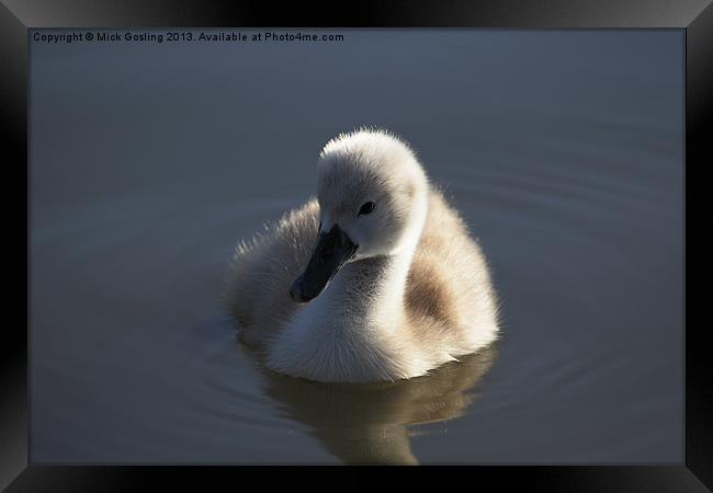 Mute Swan Cygnet Framed Print by RSRD Images 
