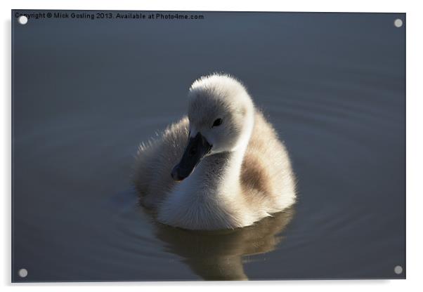 Mute Swan Cygnet Acrylic by RSRD Images 