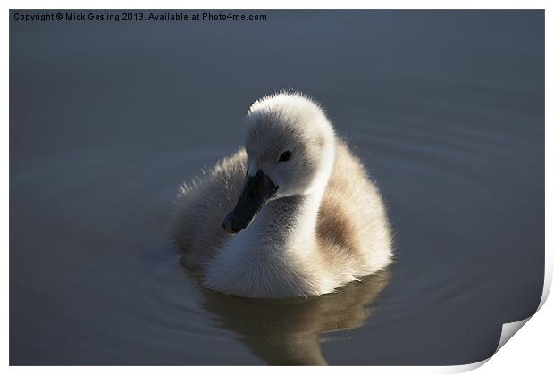 Mute Swan Cygnet Print by RSRD Images 